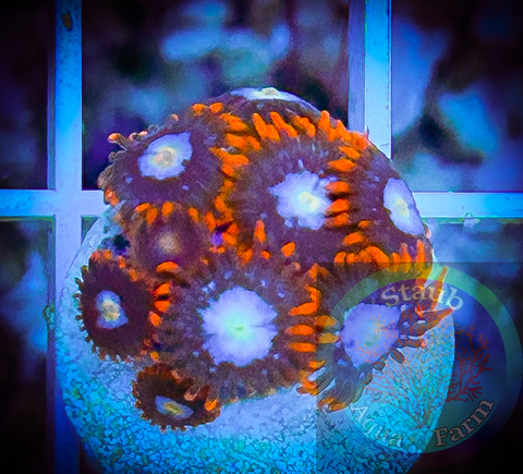 Fire and Ice Zoanthid Polyp