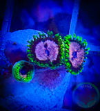 WWC’s Purple Monster Zoanthid Polyps