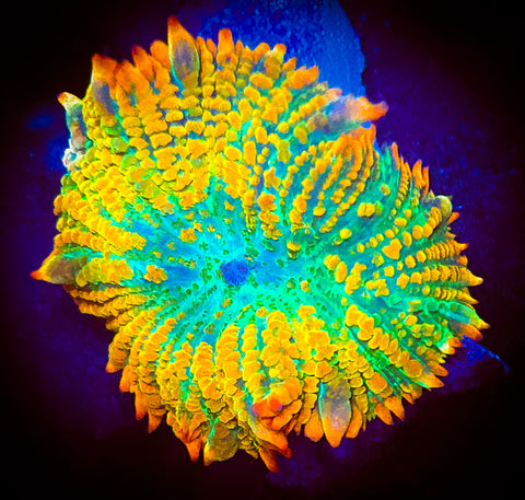 Tequila sunrise Rhodactis Mushroom Coral