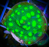 Hollywood Stunner Chalice Coral (1 + inch frag)