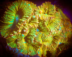 Tequila sunrise Rhodactis Mushroom Coral