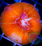 Bright Red Scolymia Coral “WYSIWYG”