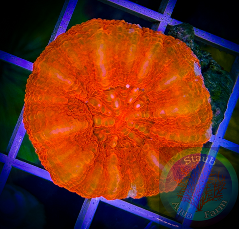 Medium Red Scolymia Coral “WYSIWYG”