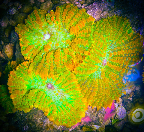 “WYSIWYG” Tequila Sunrise Rhodactis Mushroom coral Rock