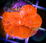 Small Red Scolymia Coral “WYSIWYG”