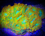 Tequila sunrise Rhodactis Mushroom Coral