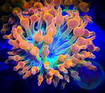 2 Rainbow Bubble Tip Anemones