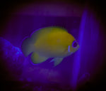 Lemonpeel Angelfish (Quarantined)