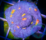 Miami Hurrican Chalice Coral