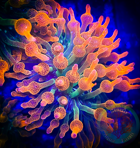 2 Rainbow Bubble Tip Anemones