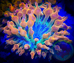 2 Rainbow Bubble Tip Anemones