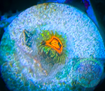 Rainbow Incinerator Zoanthid Polyp