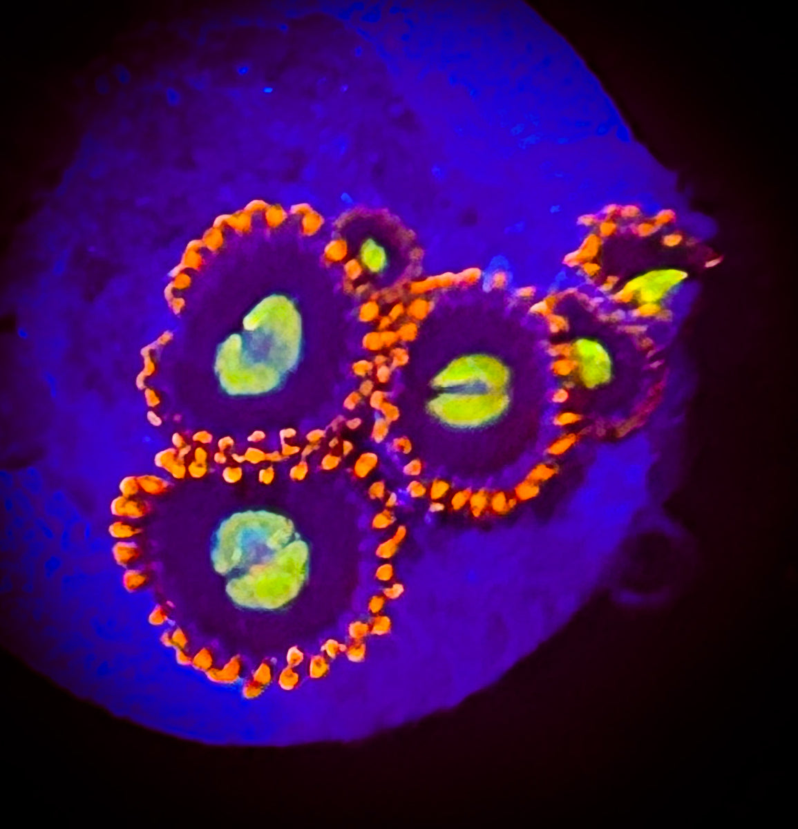 Bam Bam yellow center Zoanthid coral frag 3+Polyps – Staub Aqua Farm LLC