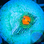 Rainbow Incinerator Zoanthid Polyp