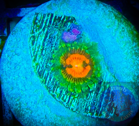 Rainbow Incinerator Zoanthid Polyp