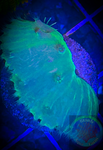 Neon green Cabbage Leather Coral
