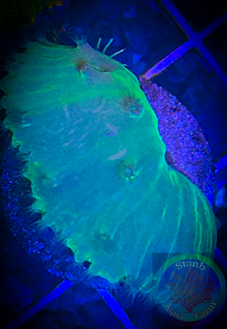 Neon green Cabbage Leather Coral
