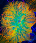 Tequila sunrise Rhodactis Mushroom Coral