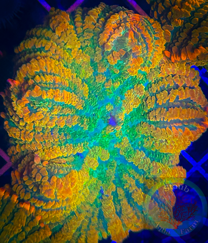Tequila sunrise Rhodactis Mushroom Coral