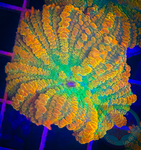 Tequila sunrise Rhodactis Mushroom Coral