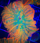 Tequila sunrise Rhodactis Mushroom Coral