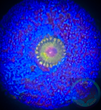 Impastas zoanthid polyp