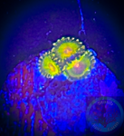 Impastas zoanthid polyp