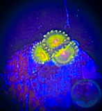 Impastas zoanthid polyp