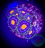 Florida Gators Zoanthid 5+ polyps