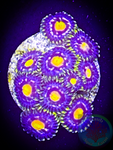 Florida Gators Zoanthid 5+ polyps