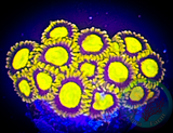 King Midas Zoanthid Polyp 5+ polyps