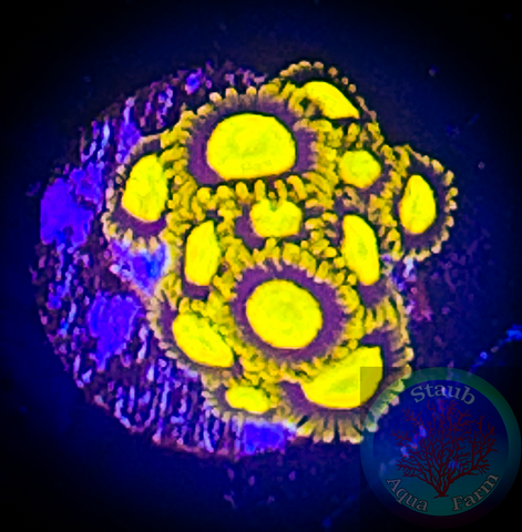 King Midas Zoanthid Polyp 5+ polyps