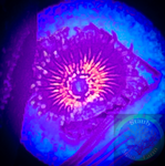 Nightcrawler Zoanthid Coral Frag
