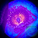 Nightcrawler Zoanthid Coral Frag