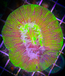 Neon Green Trachyphyllia Coral, Trachy