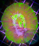 Neon Green Trachyphyllia Coral, Trachy