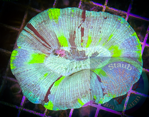“WYSIWYG” Radioactive Trachyphyllia Coral, Trachy