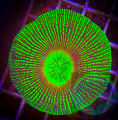“WYSIWYG” Neon Green Trachyphyllia Coral, Trachy