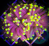 Blacklight Torch Coral