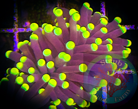 Blacklight Torch Coral
