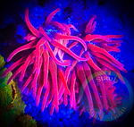 Xtra Large Black Widdow Bubble Tip Anemone