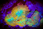 “WYSIWYG” Tequila Sunrise Rhodactis Mushroom coral Rock