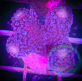 Purple Stylophora Frag