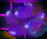 Purple Stylophora Frag