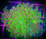 Neon Green Branching Frogspawn Coral