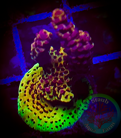 Shortcake Acropora Coral