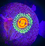 Rainbow Incinerator Zoanthid Polyp