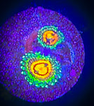 Rainbow Incinerator Zoanthid Polyp