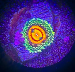 Rainbow Incinerator Zoanthid Polyp