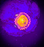 Halle Berry Zoanthid polyp